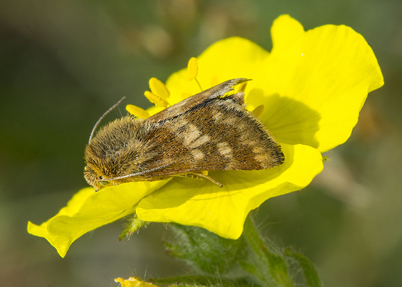 Schinia cardui, Noctuidae